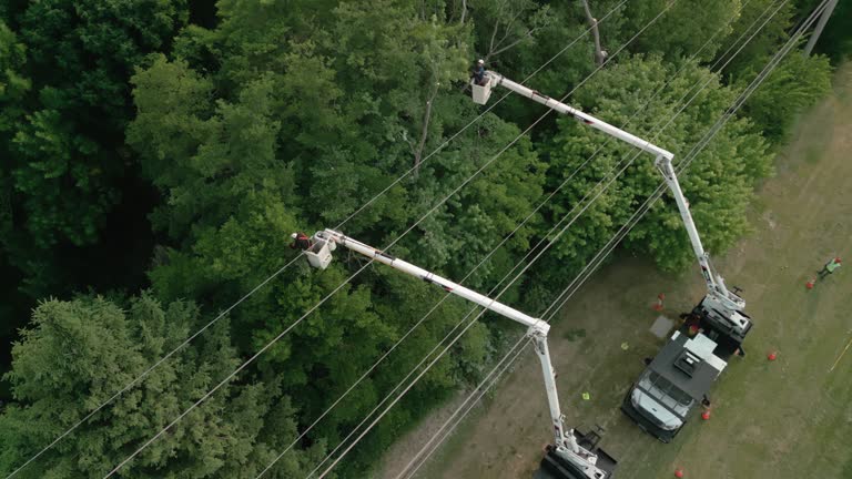 How Our Tree Care Process Works  in Campbellsport, WI